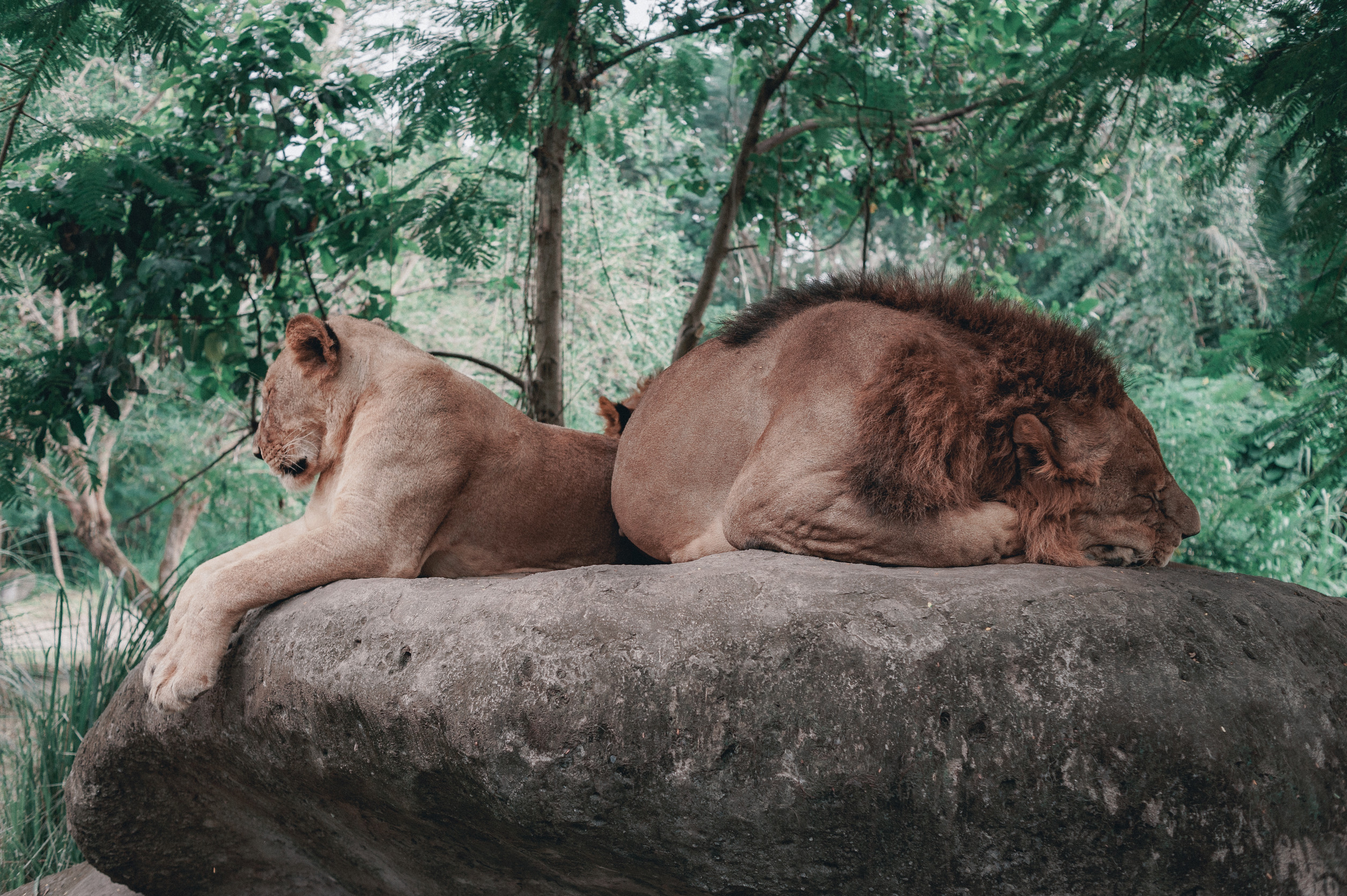 Löwe und Löwin ruhen auf einem Felsen