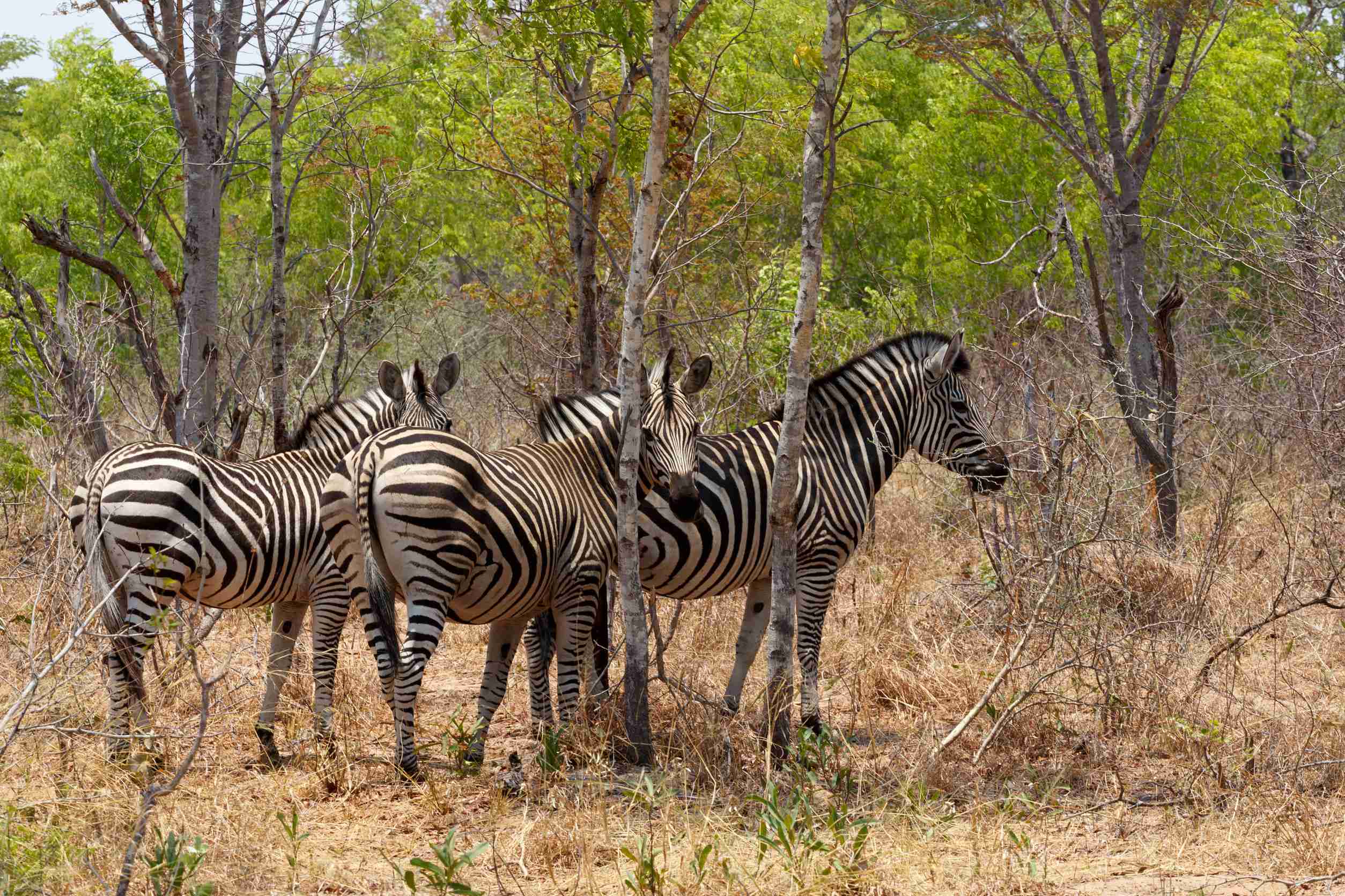 African Tree Bush Hwange National Park Zimbabwe