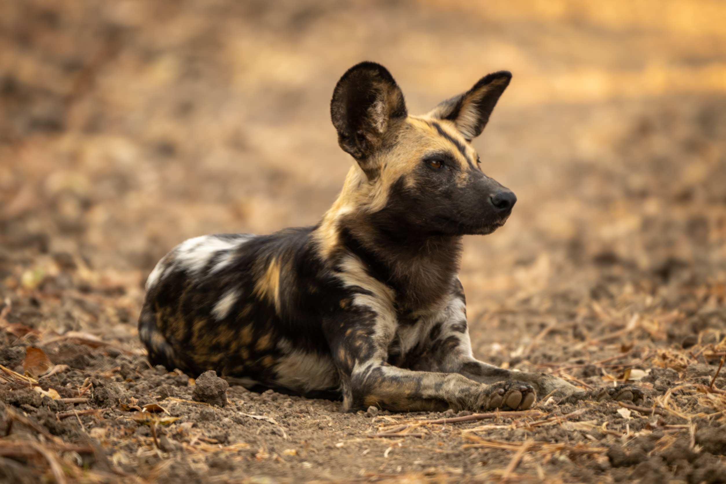 Afrikanischer Wildhund ruht auf trockenem Boden