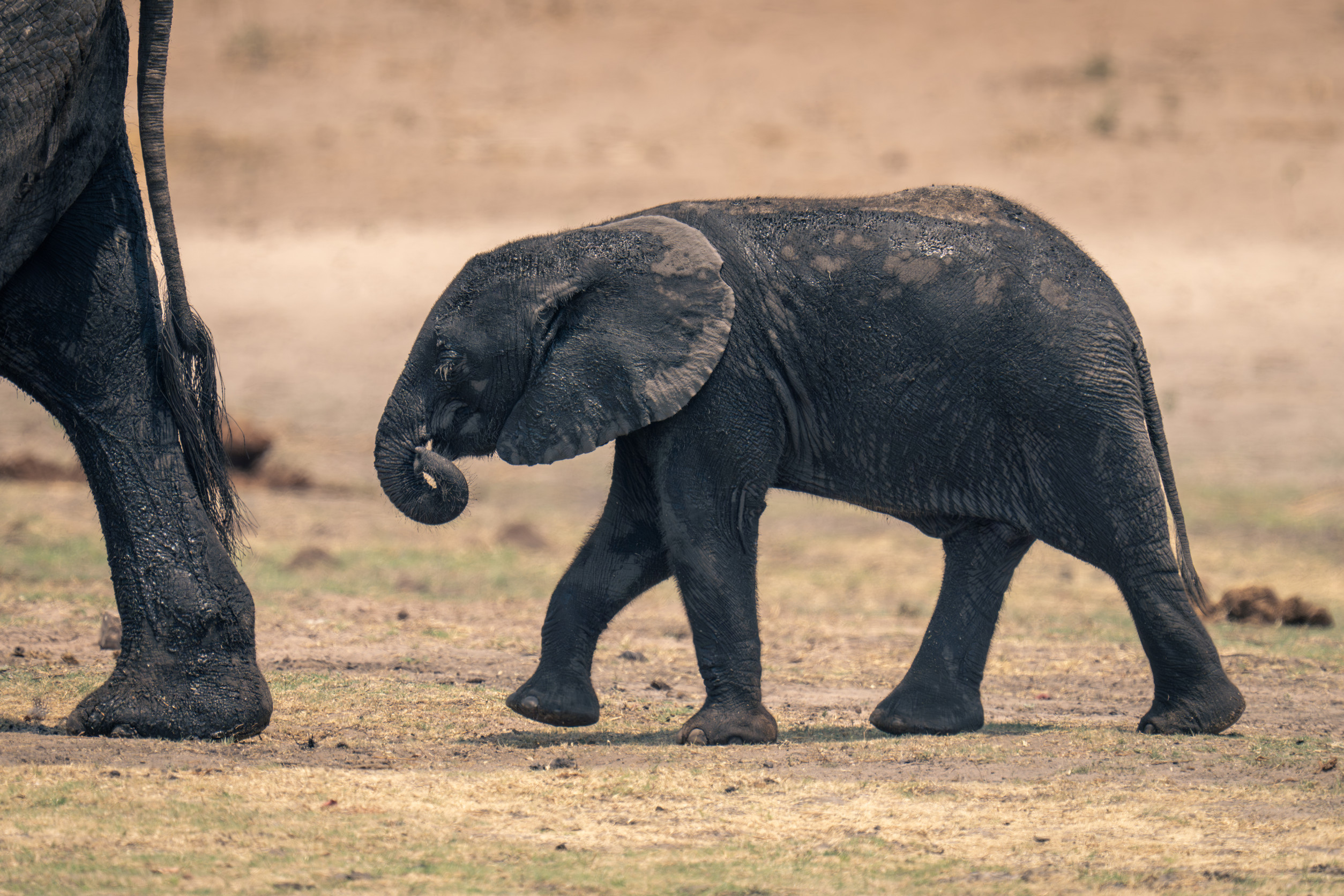 Un bébé éléphant marche à côté d'un éléphant adulte