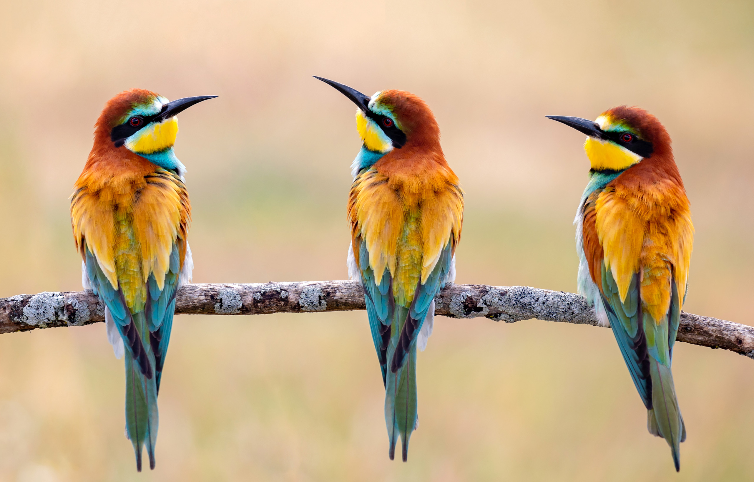 Paradies für Vogelbeobachter