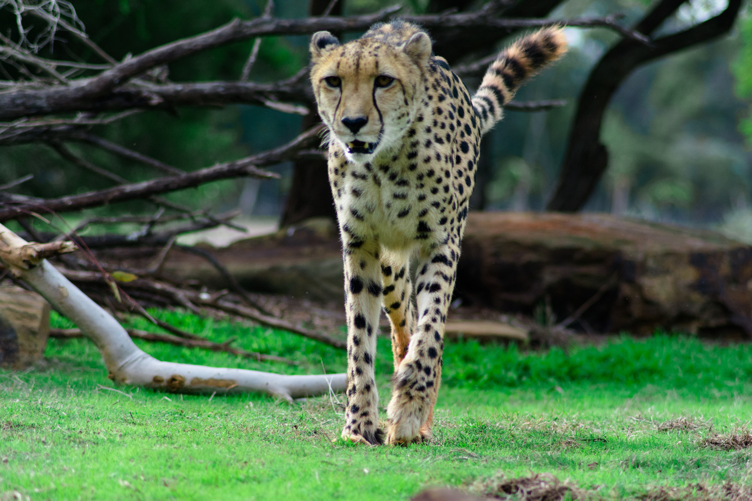 Gepard läuft auf grünem Gras in der Nähe von Bäumen