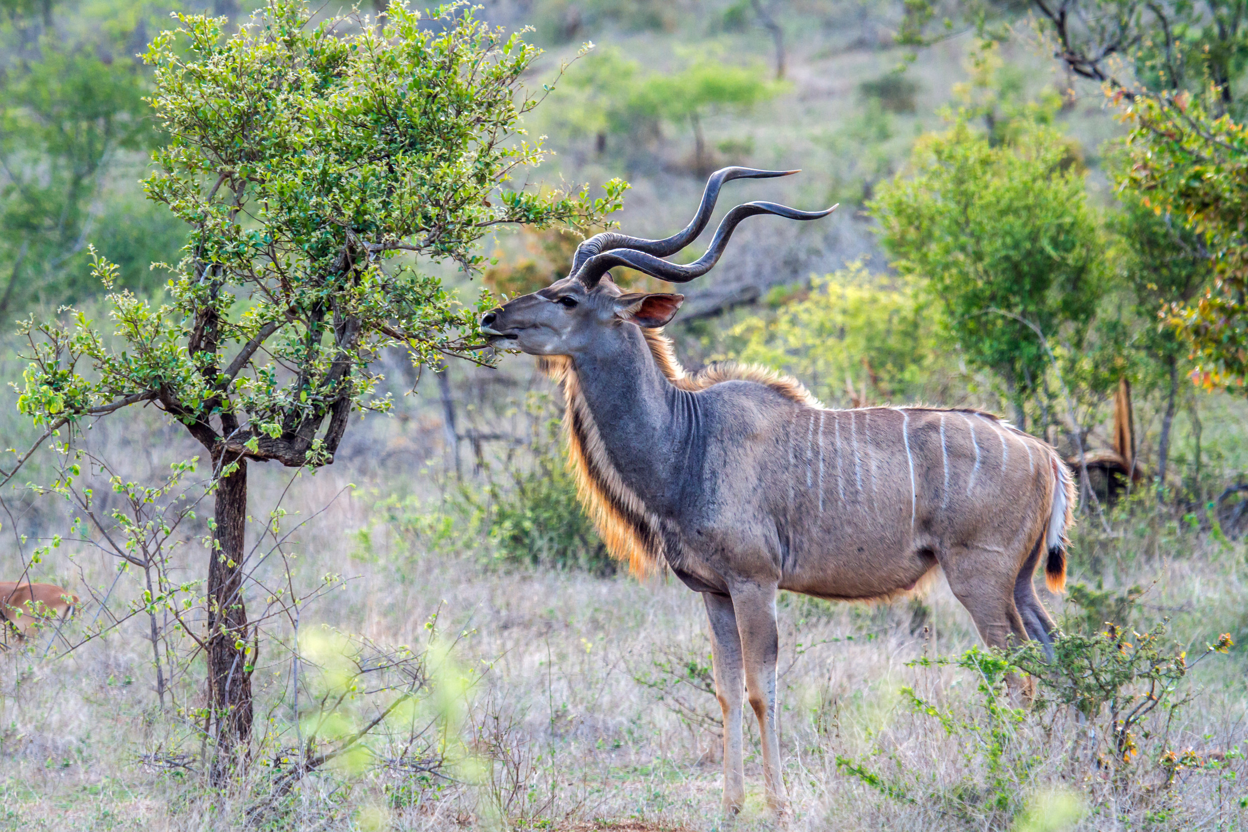 Kudu-Antilope beim Grasen auf Blättern in einer Savanne