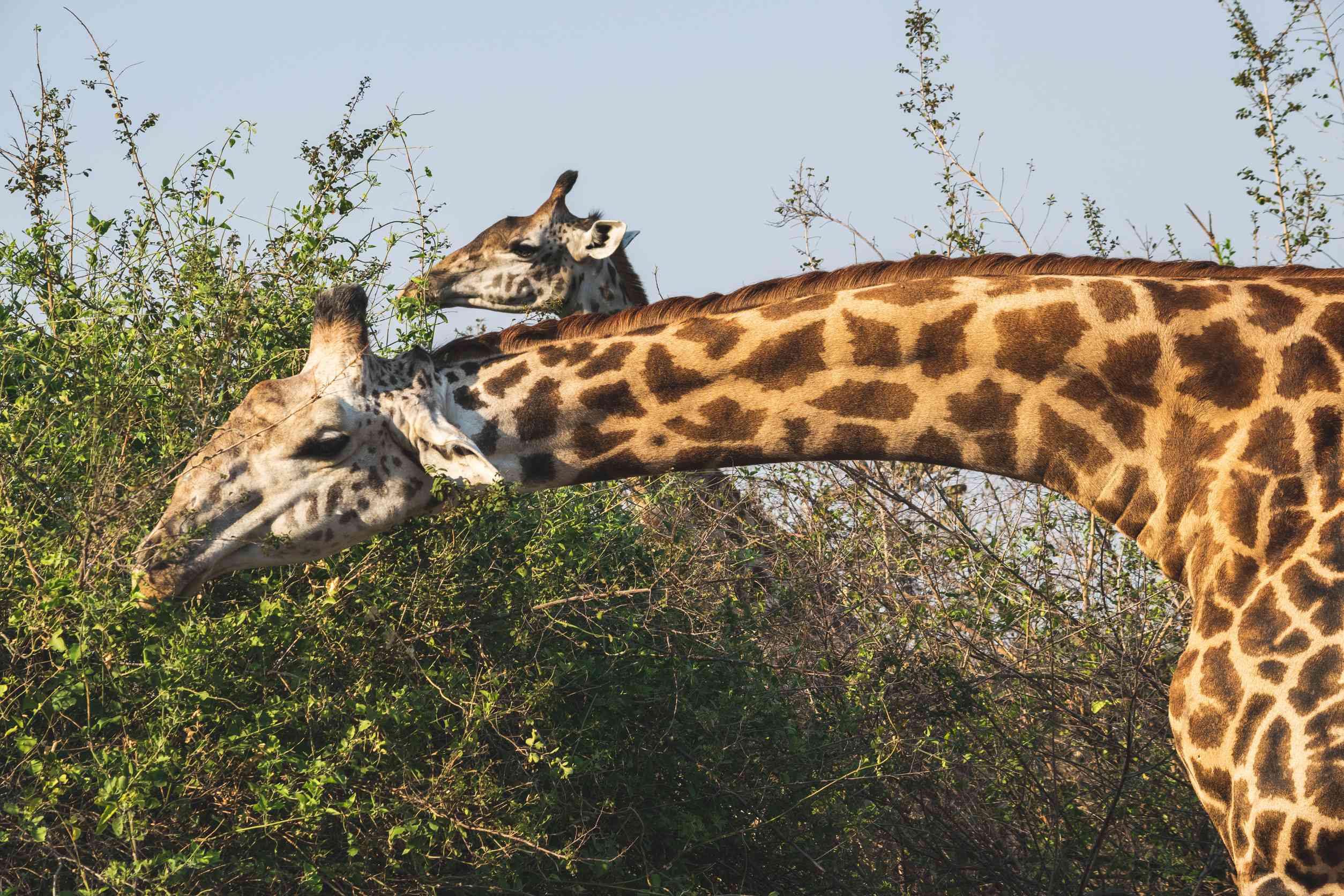 Gros plan d'une énorme girafe mangeant dans la brousse