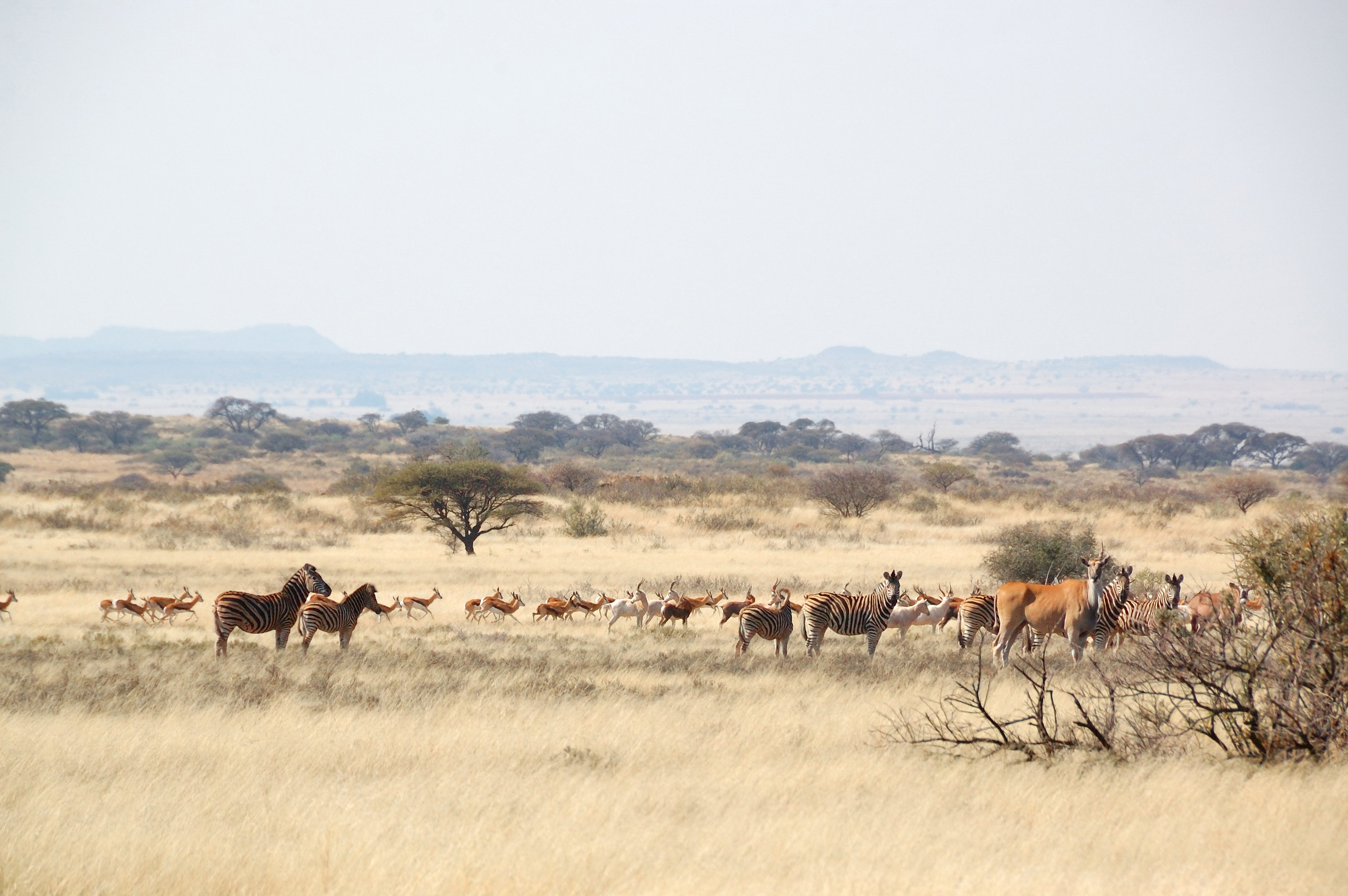 Vielfältige Tierwelt durchstreift die Savanne