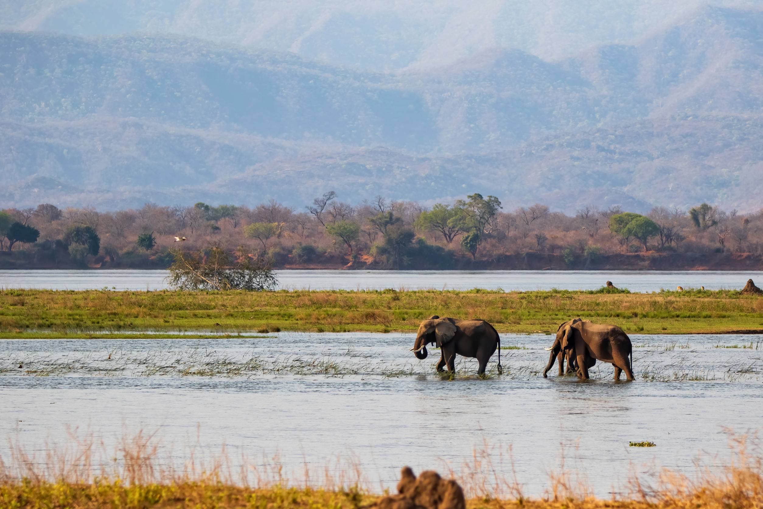 Éléphants mâles marchant dans le fleuve Zambèze au parc national de Mana Pools