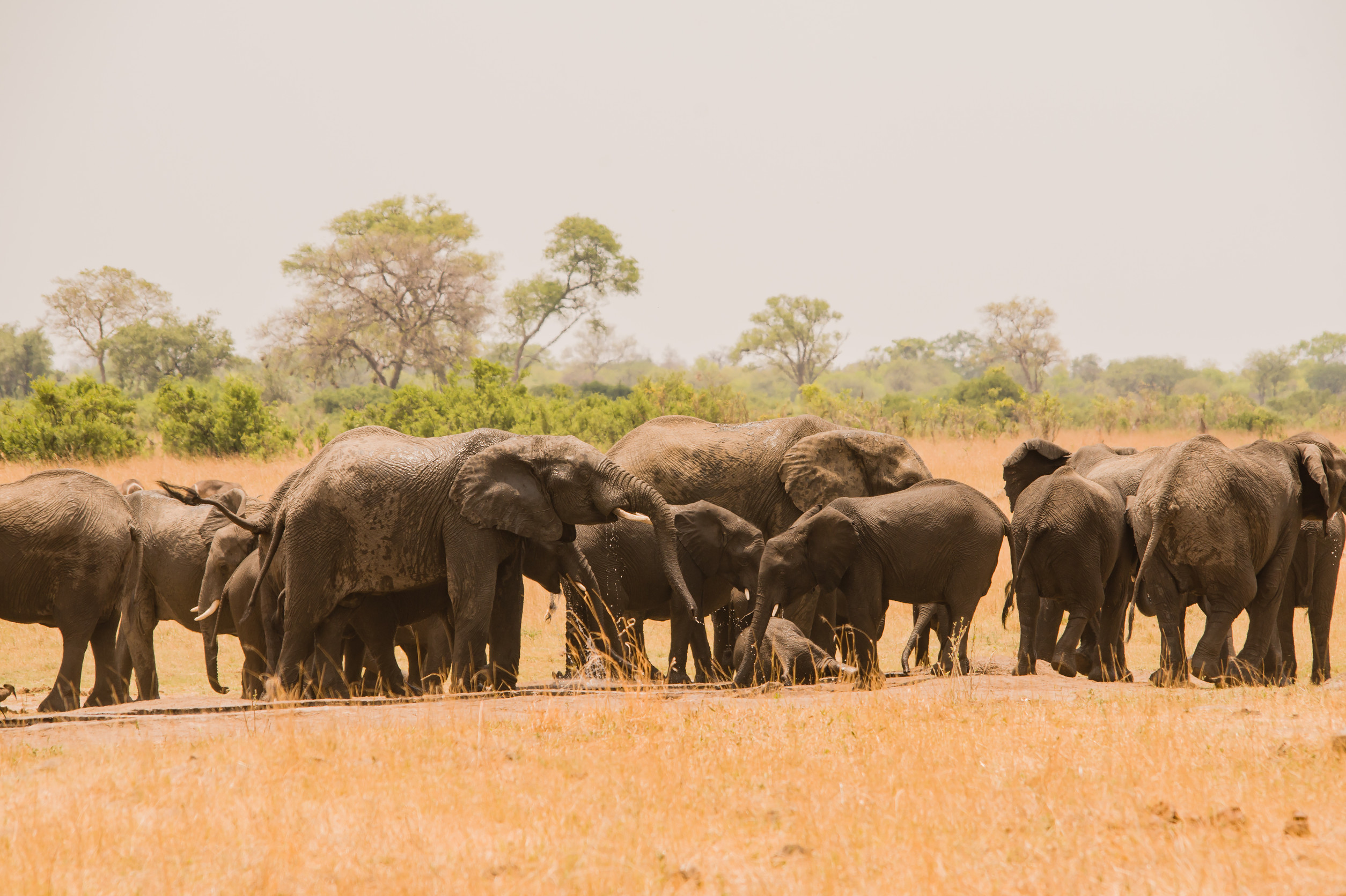 Des éléphants errent dans les savanes du Zimbabwe