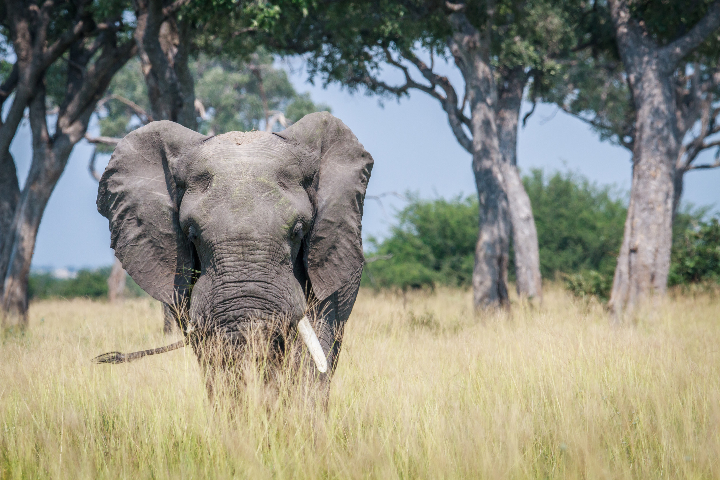 An elephant standing in tall grass