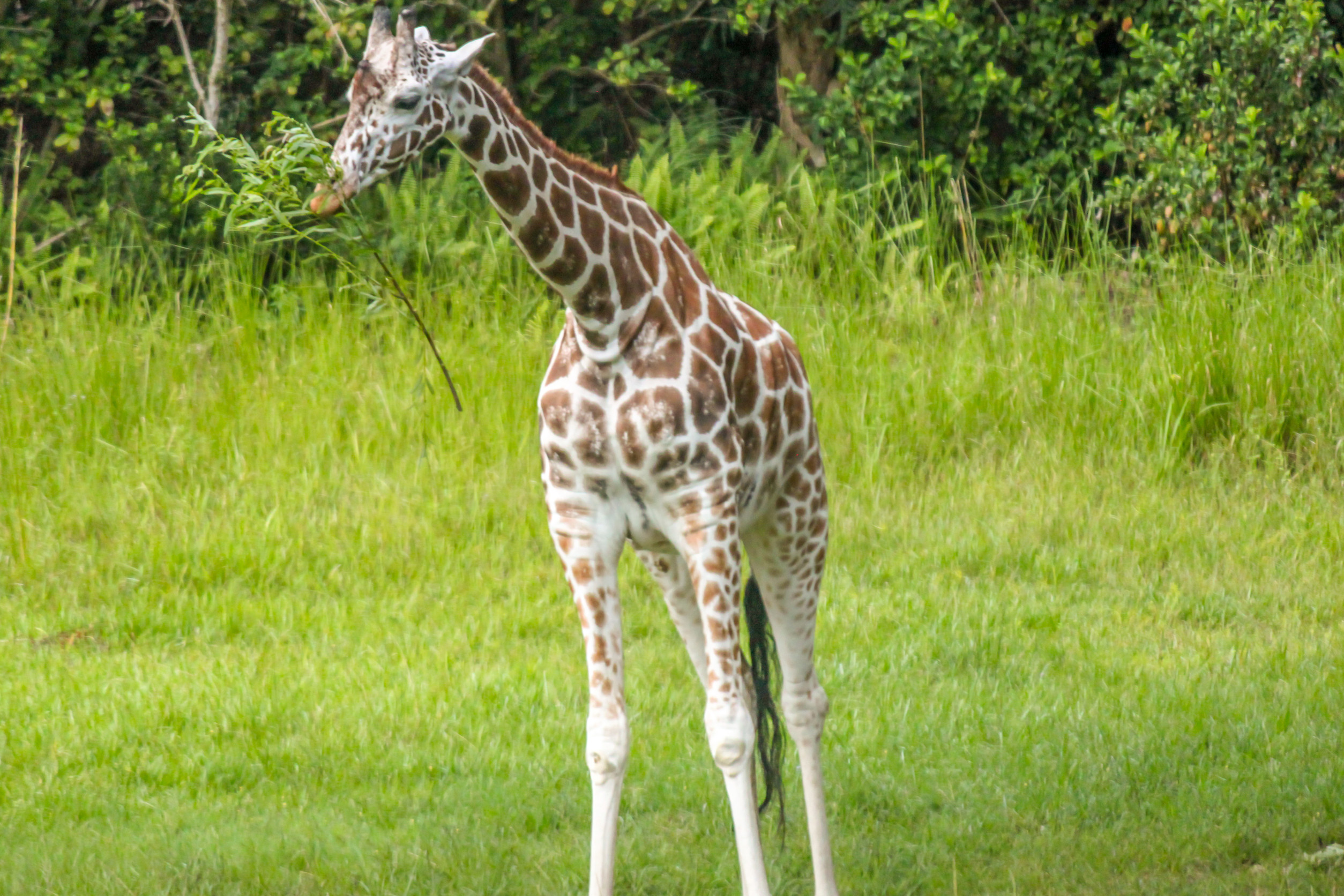 Giraffe frisst Blätter auf einer grünen Wiese