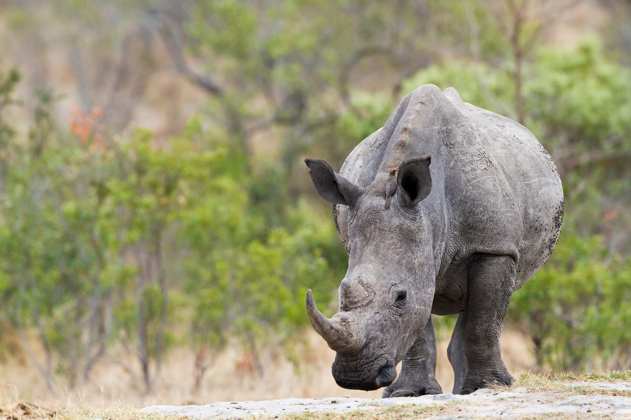 Breitmaulnashorn steht in grasbewachsener Savanne mit grünem Hintergrund