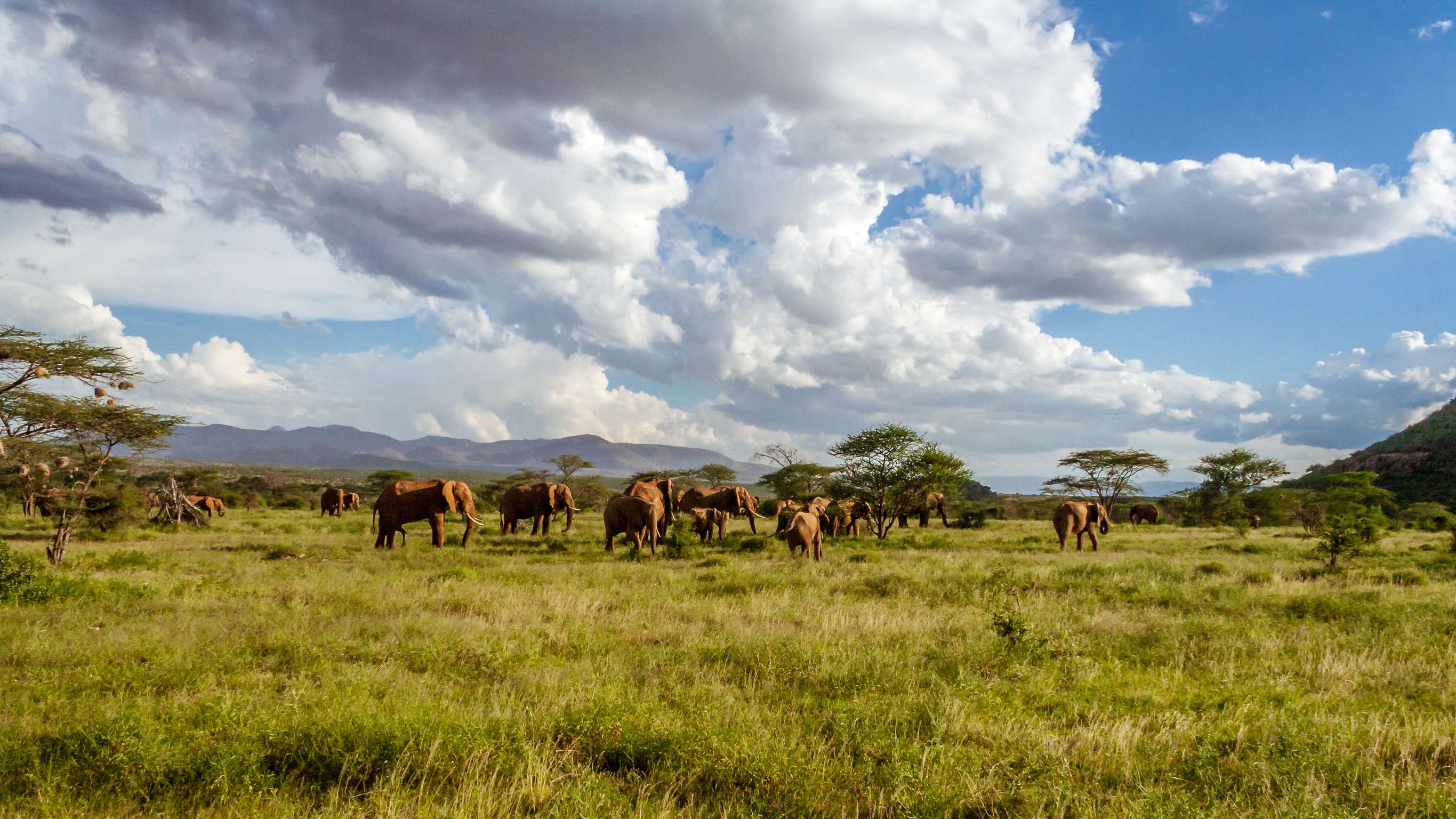 Troupeau d'éléphants dans la savane africaine