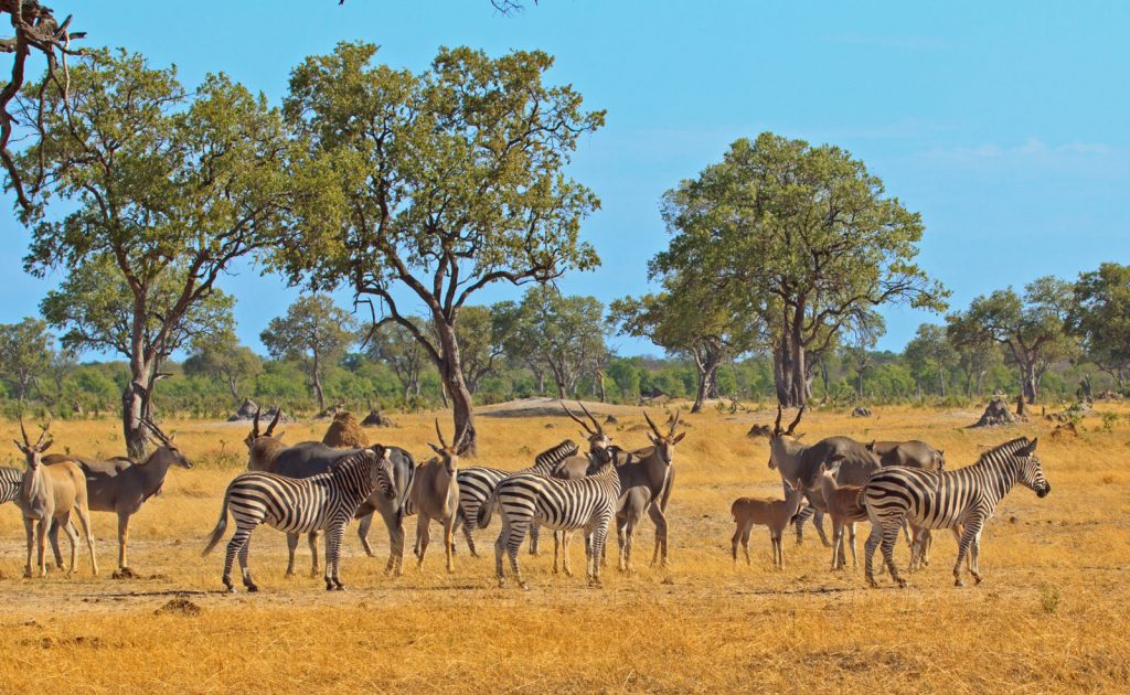 Hwange National Park