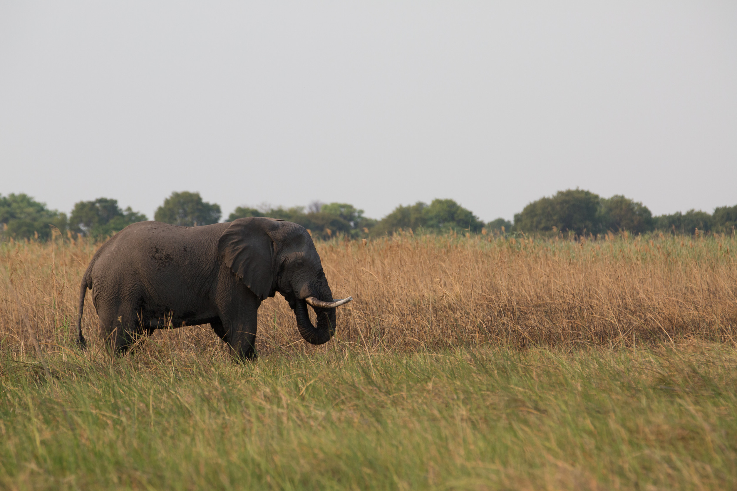 Éléphant marchant dans les hautes herbes sèches de la savane