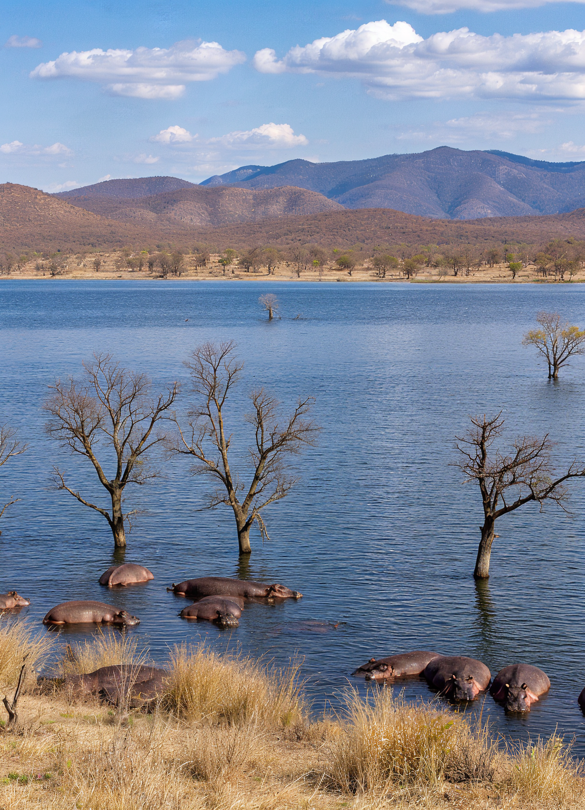 Scène du lac Kariba avec des hippopotames et des arbres