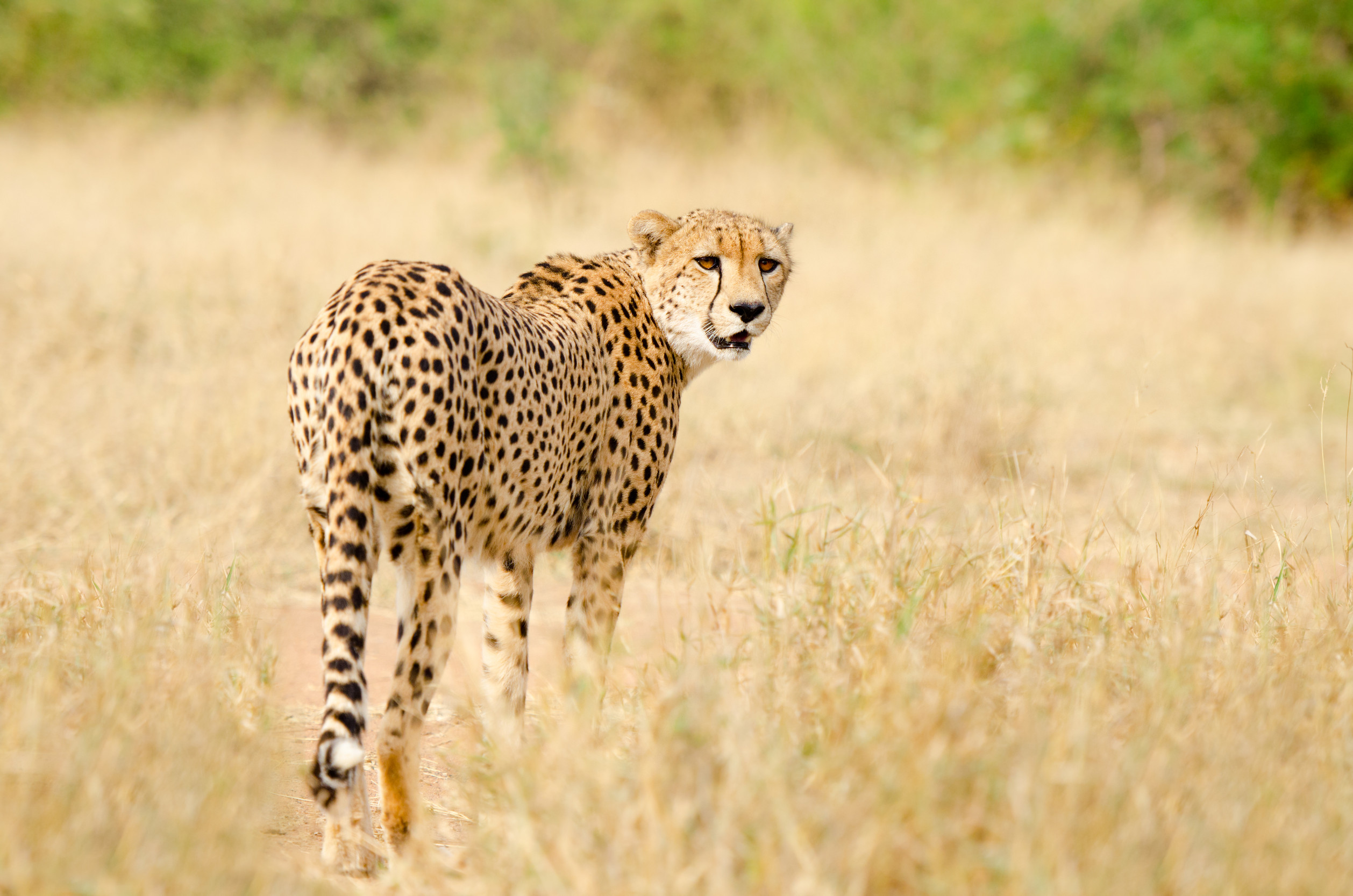 Gepard steht im trockenen Grasland und blickt zurück in die Kamera