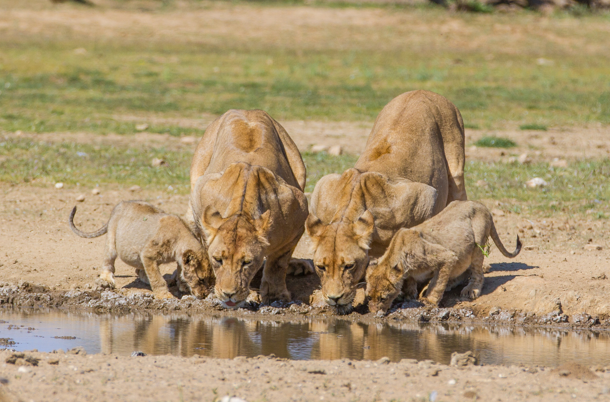 A group of lions drinking from a waterhole