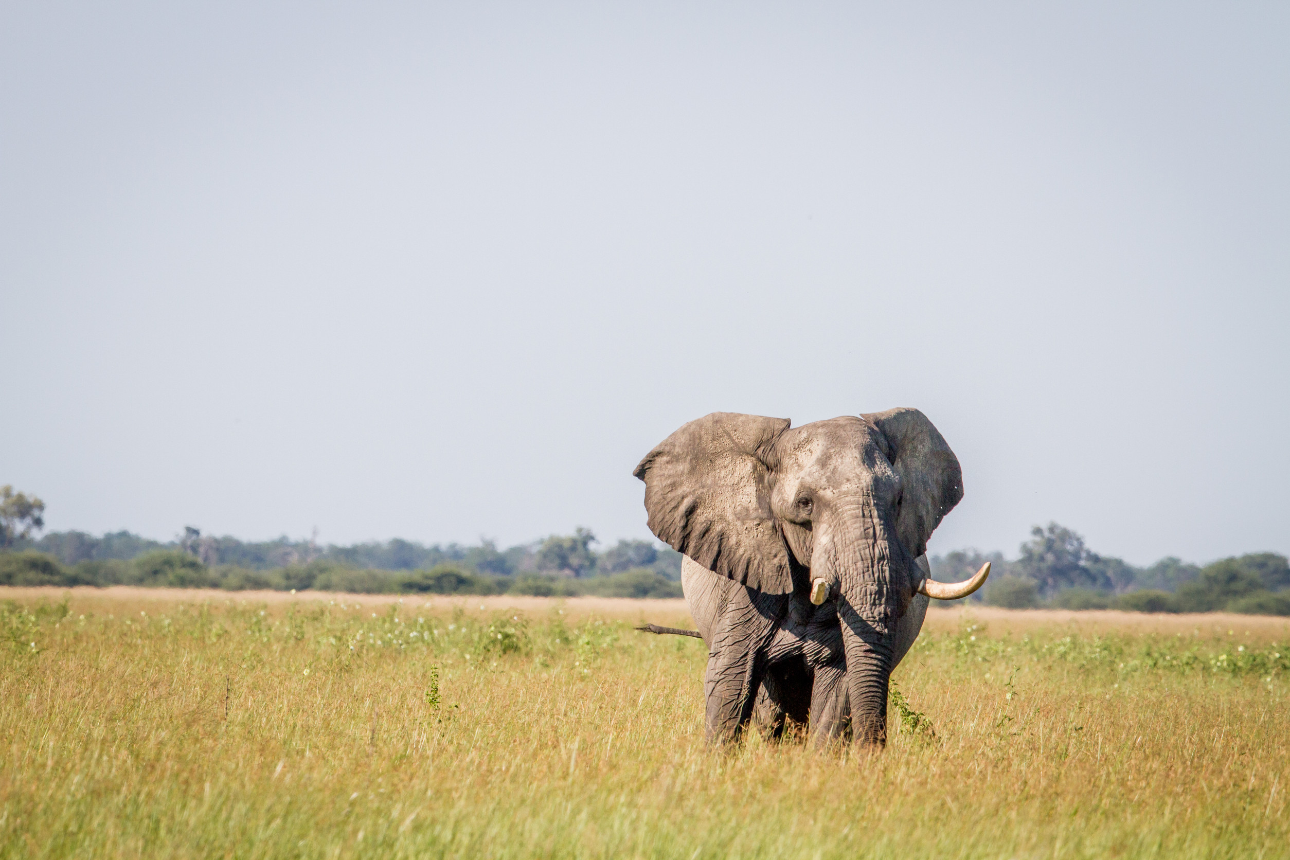 Mana Pools National Park