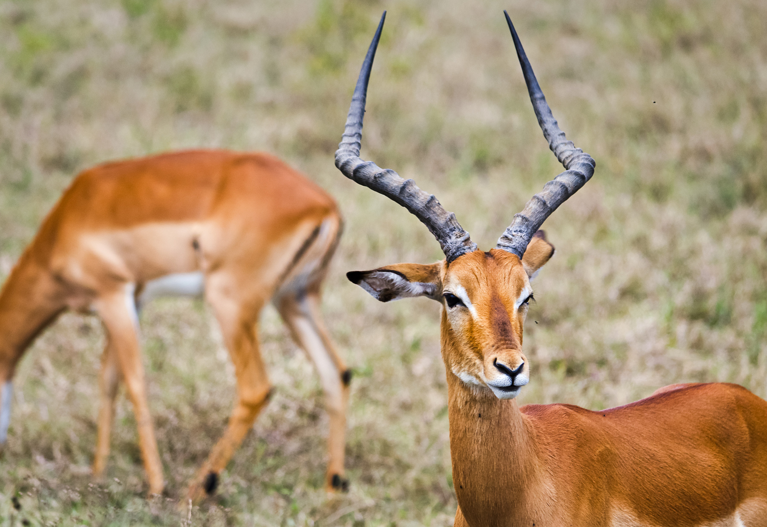 Mana Pools National Park