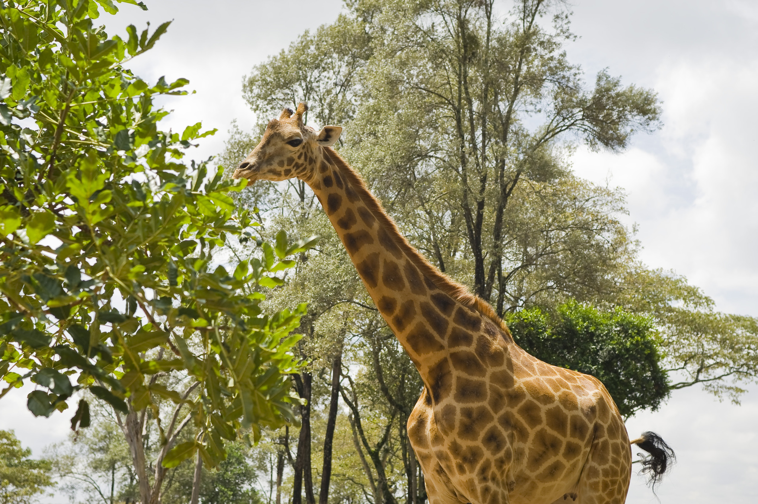 Giraffe greift nach Blättern im natürlichen Lebensraum