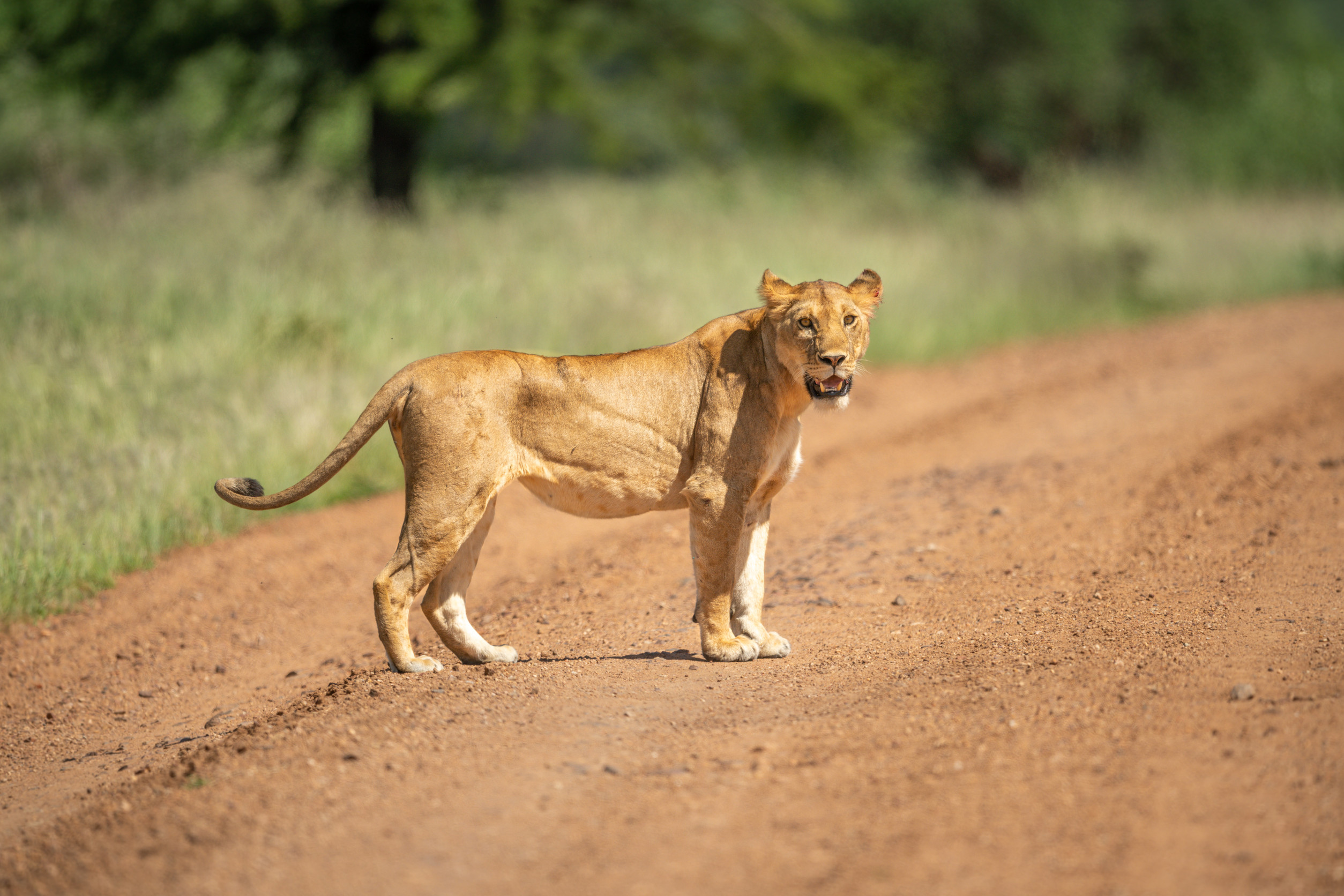 Matobo Hills