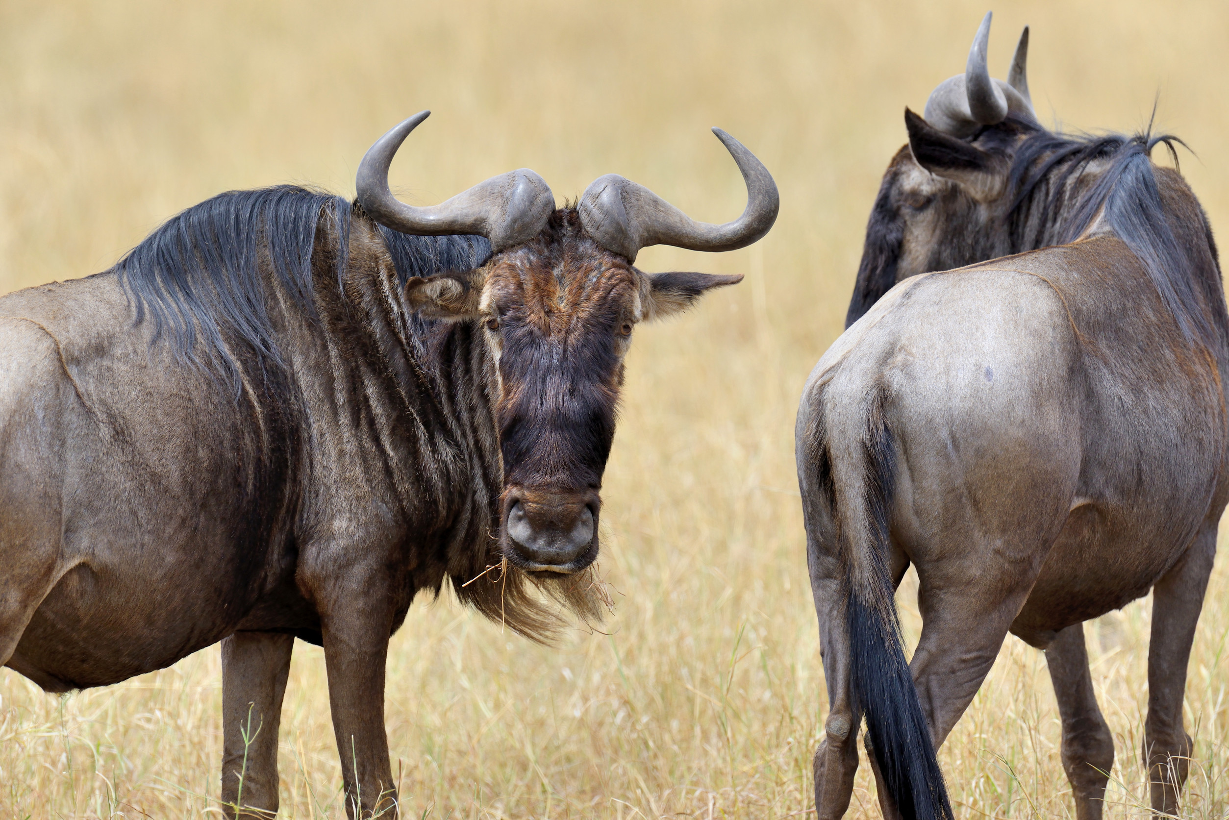 Zwei Gnus stehen im trockenen Grasland, eines blickt nach vorne