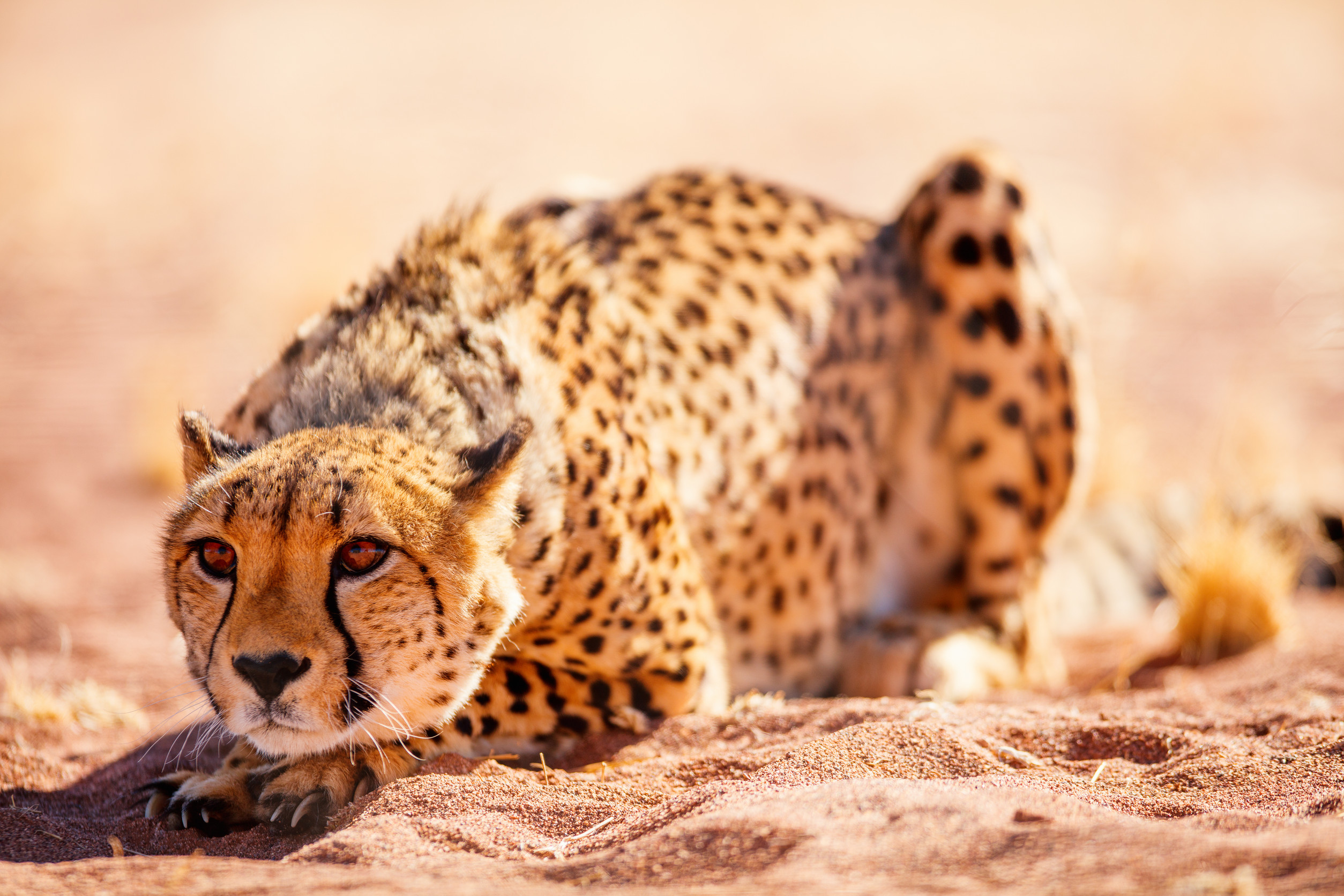 Guépard accroupi dans le désert, prêt à bondir