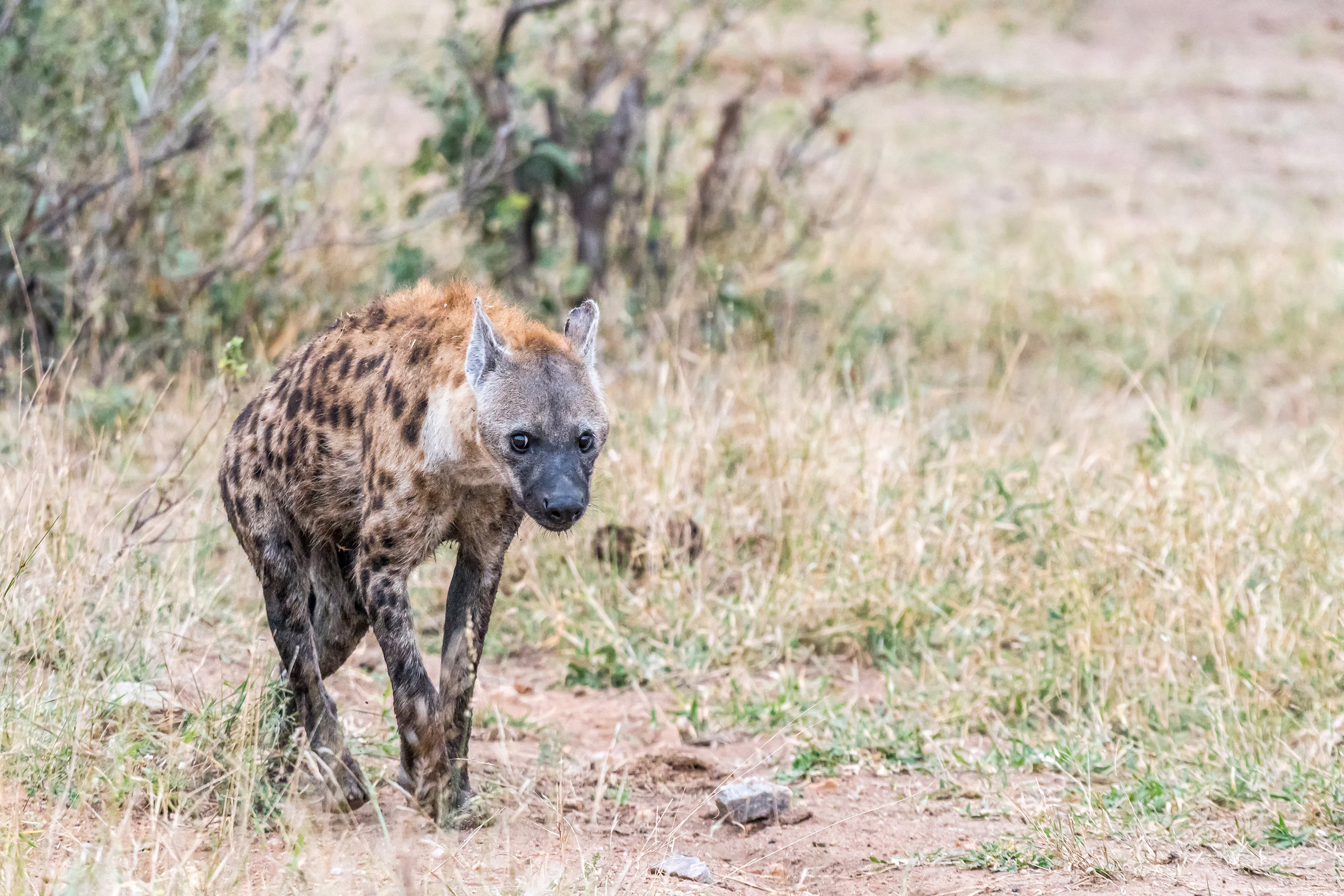 Gefleckte Hyäne läuft durch trockenes Grasland und blickt in die Kamera