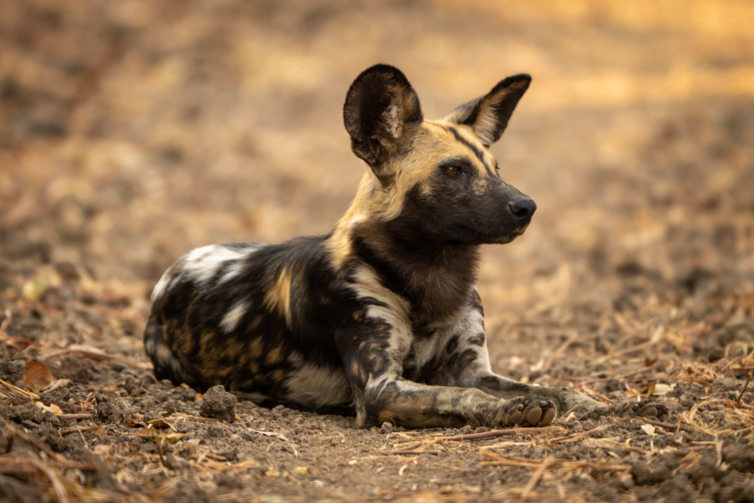 Chien sauvage africain aux grandes oreilles