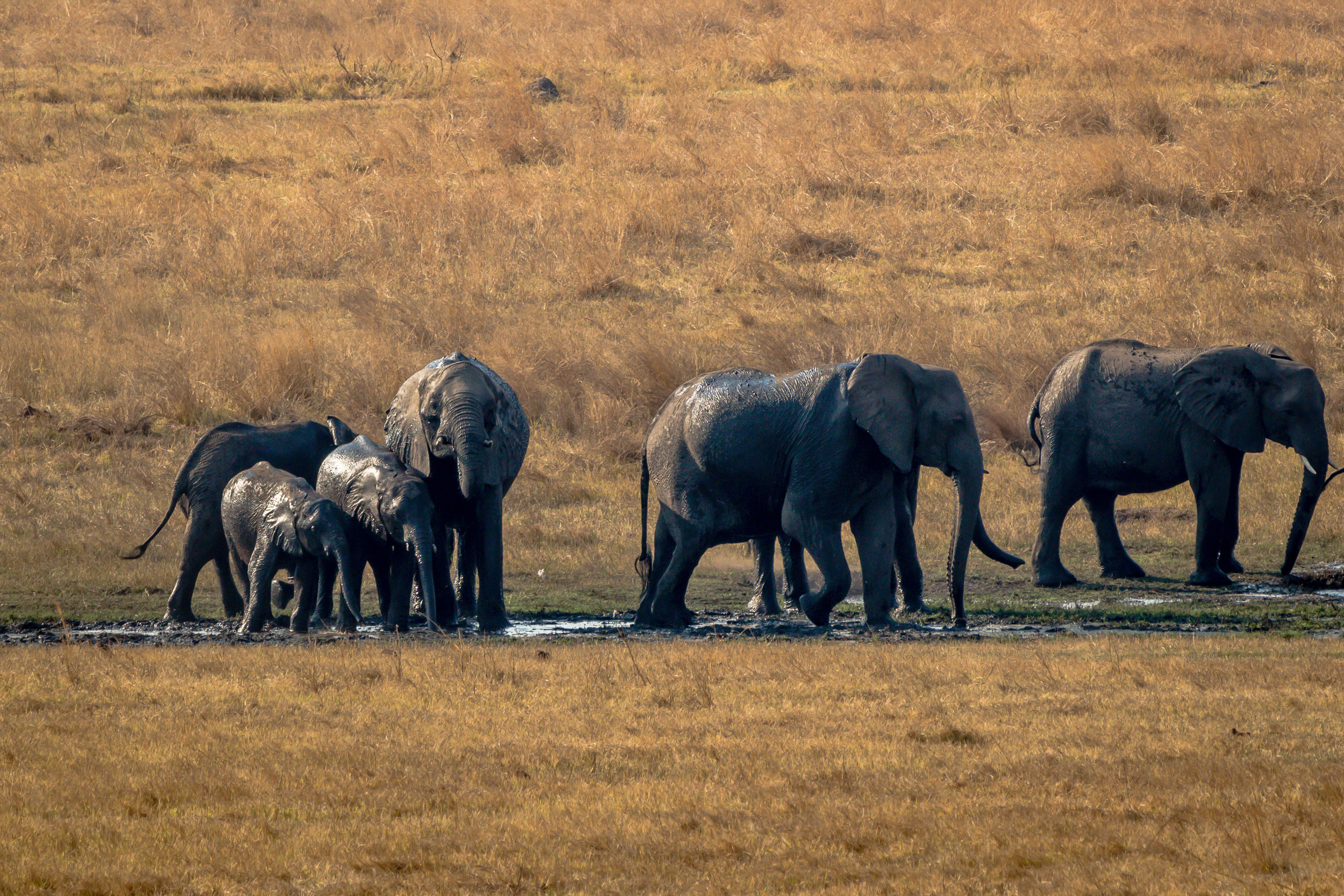 Troupeau d'éléphants marchant dans des prairies boueuses