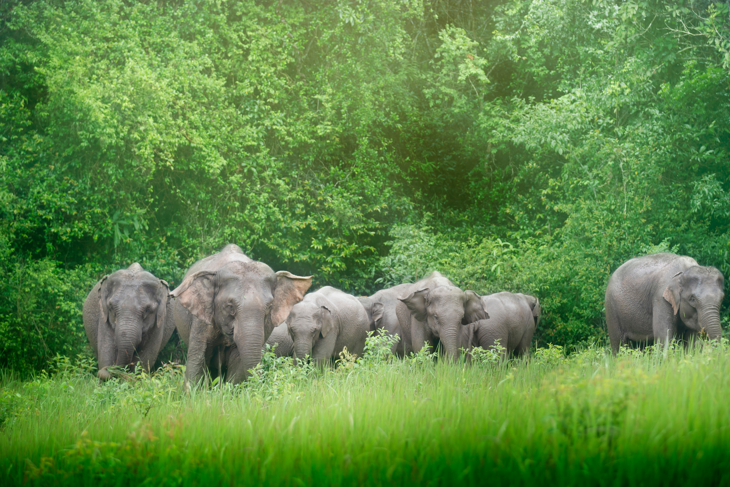 Troupeau d'éléphants marchant dans une végétation luxuriante