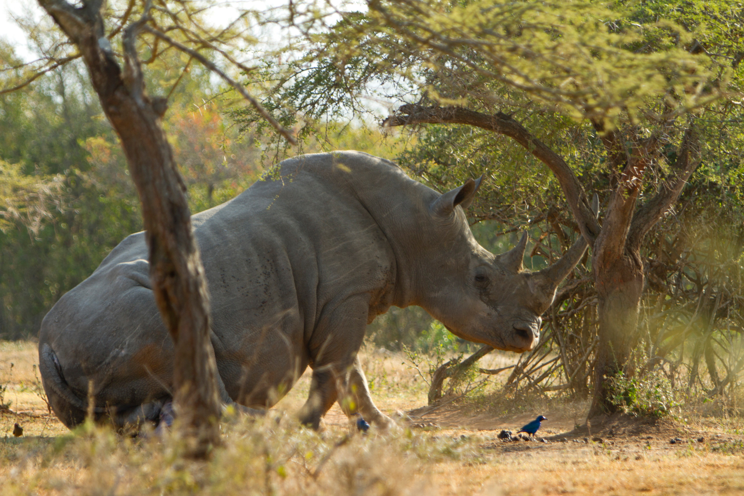 Nashorn ruht unter einem Baum in der Savanne