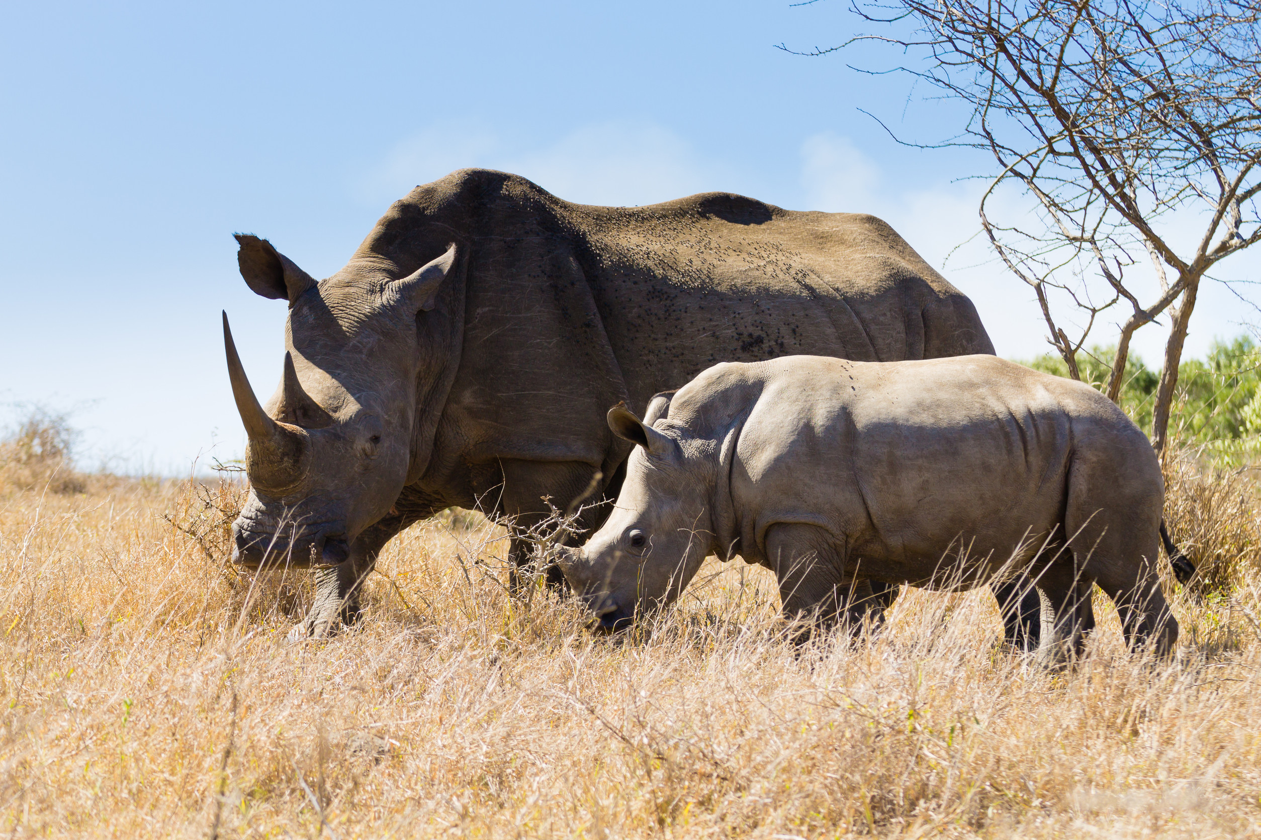 A rhinoceros and her calf grazing in a field