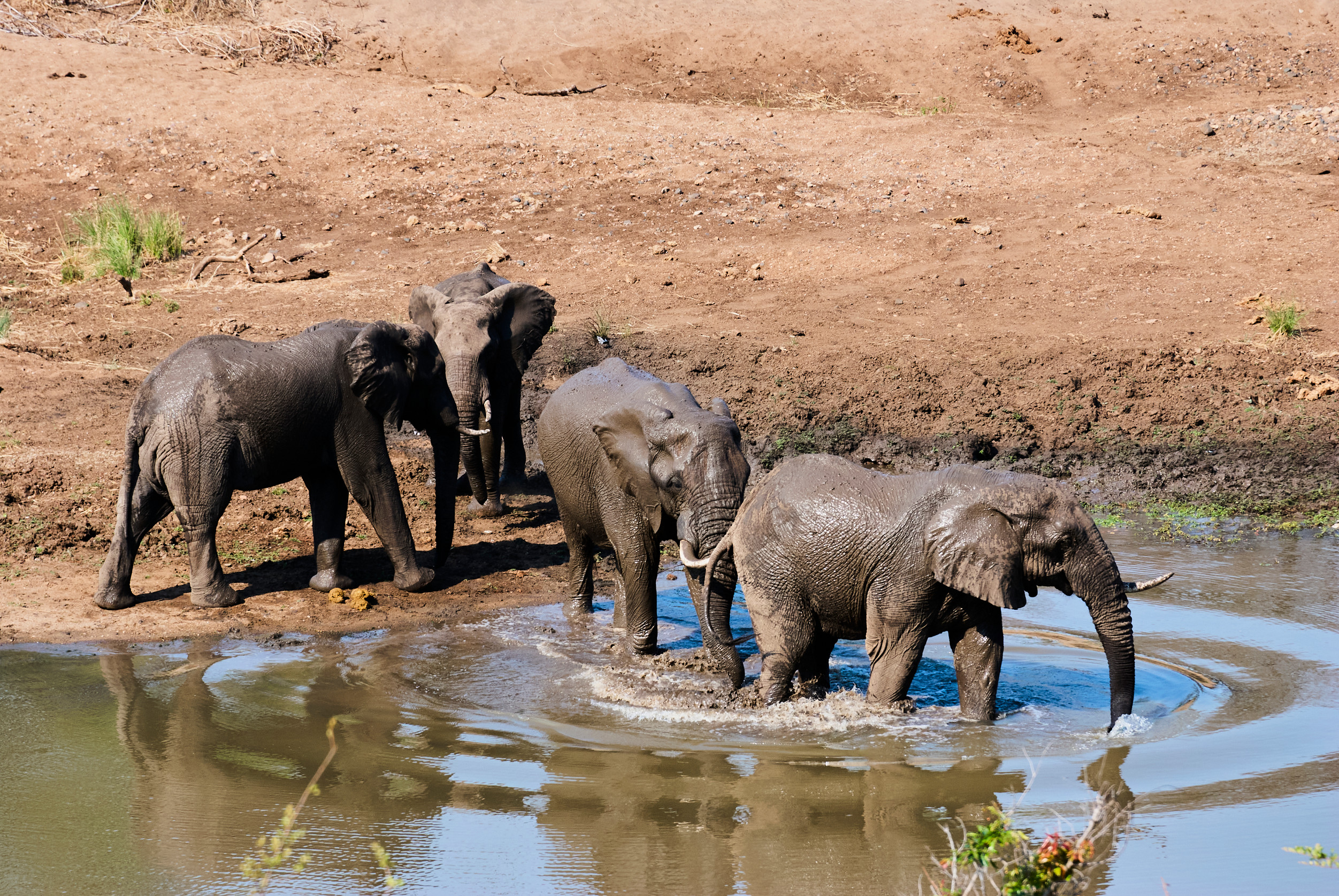 Vier Elefanten trinken und baden im Wasser