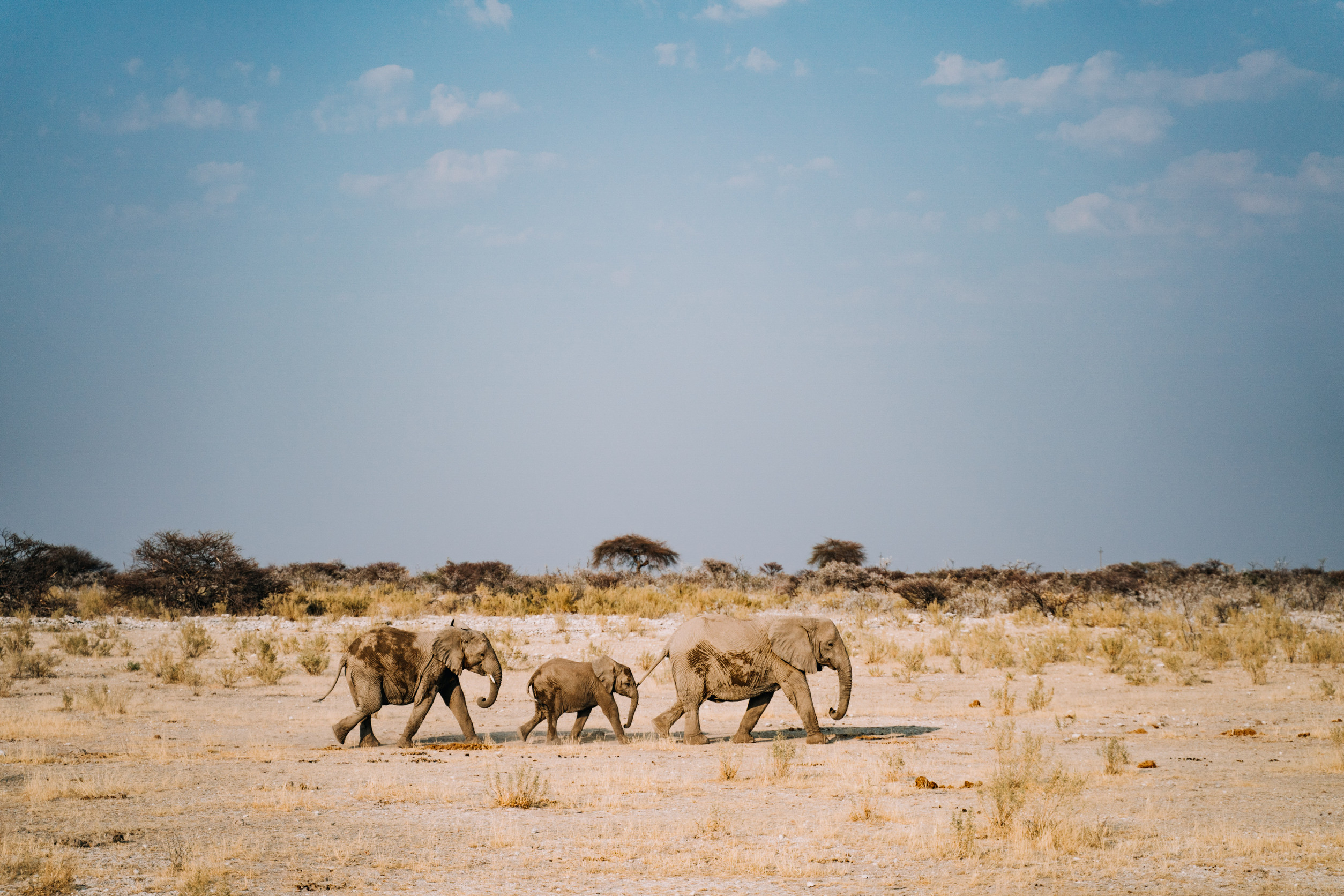 Elephant family walking through the African desert