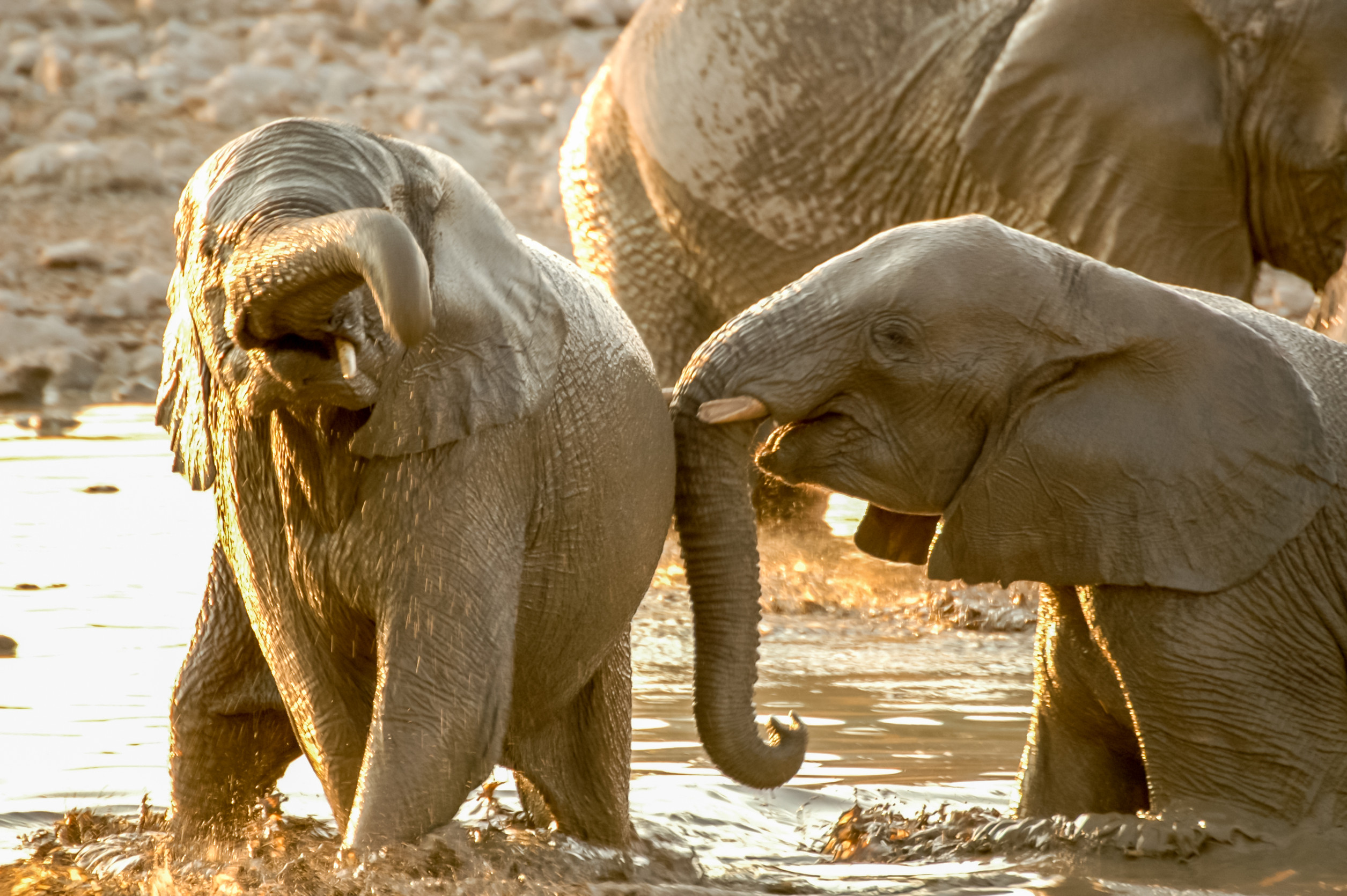 Two young elephants playfully interacting in a muddy wallow, with one elephant playfully pushing the other with its trunk