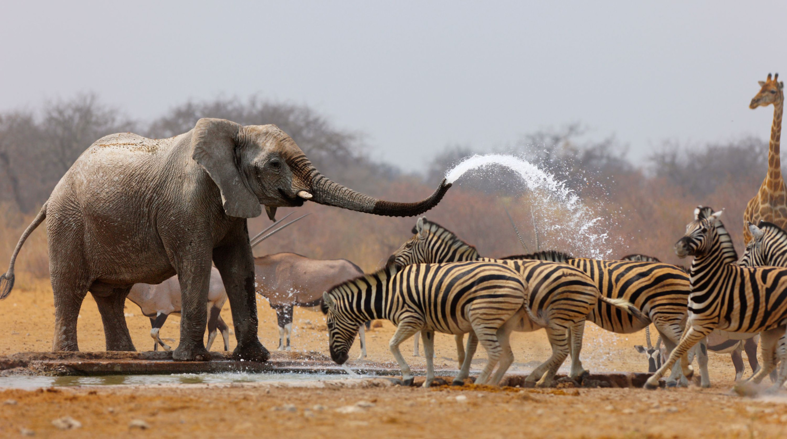 Elefant bespritzt Zebras an einer Wasserstelle mit Wasser