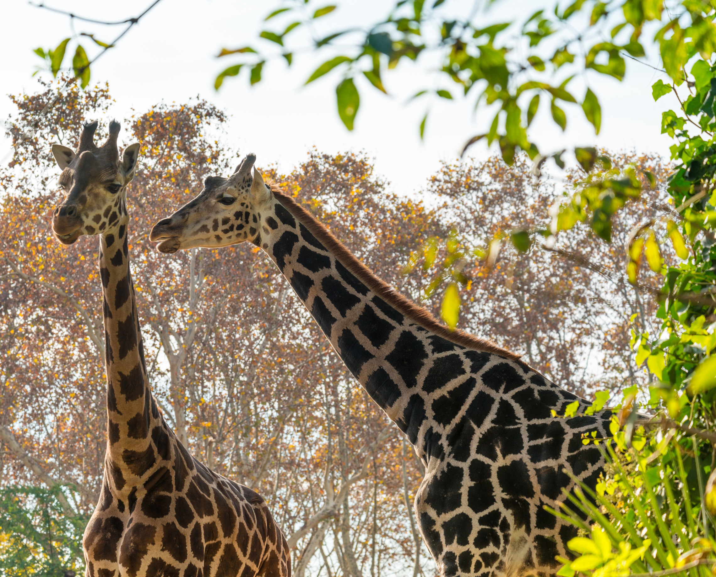 Deux girafes debout parmi les arbres et le feuillage