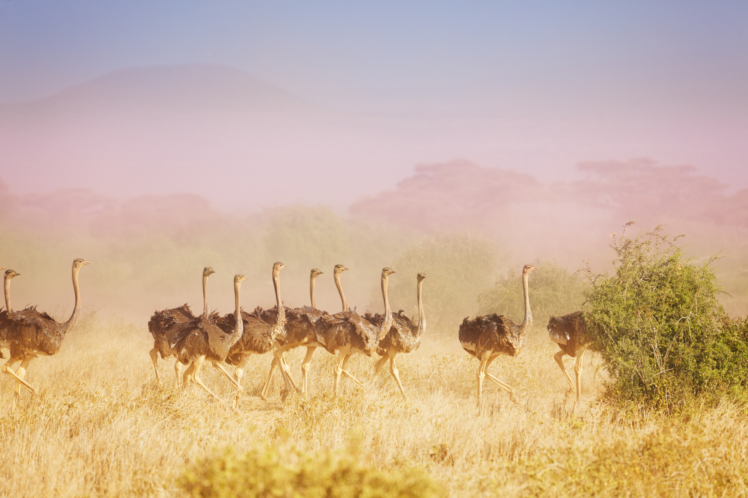 Troupeau d'autruches dans la savane