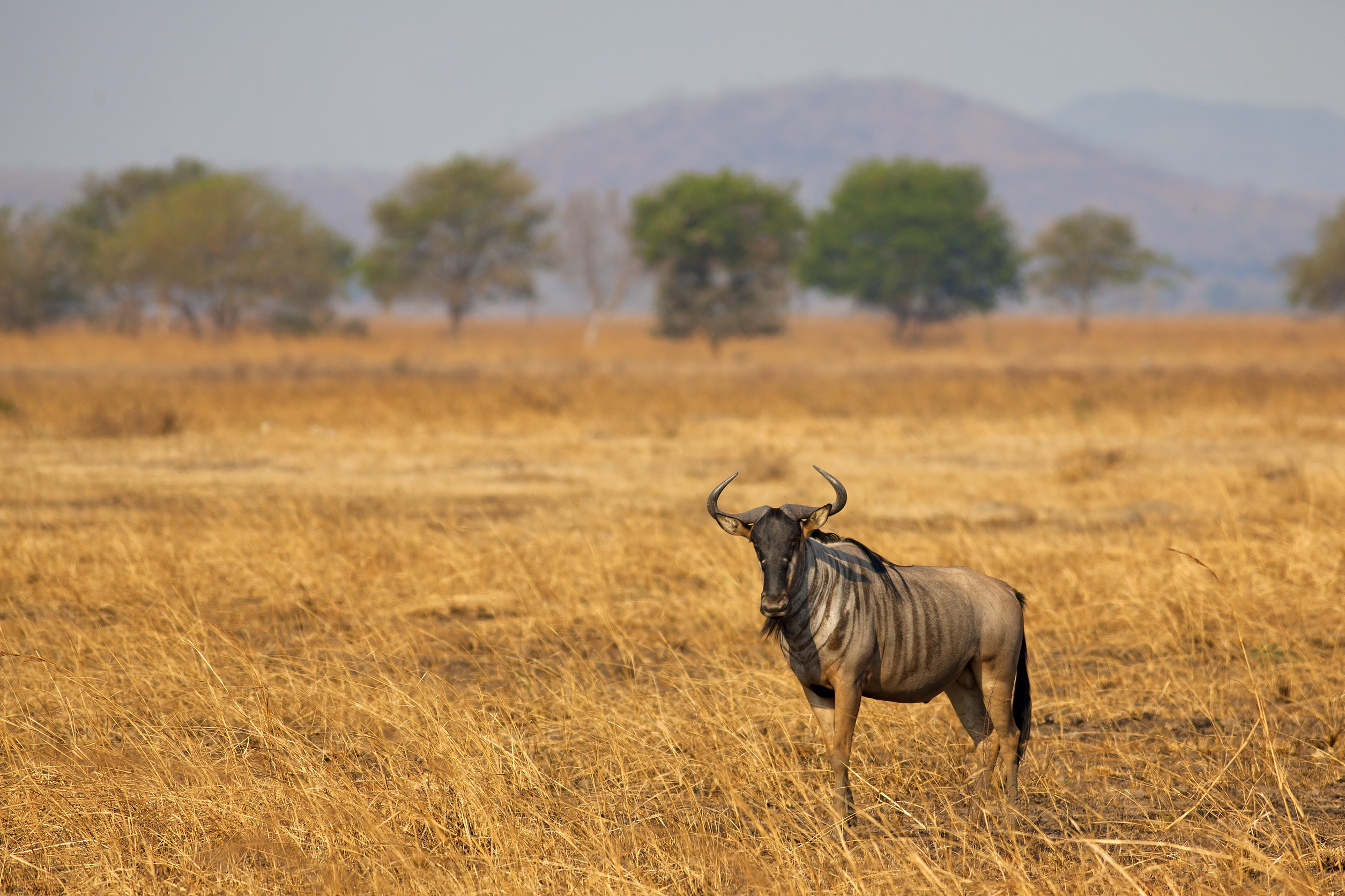 Wildebeest Standing In The Savannah In Mikumi