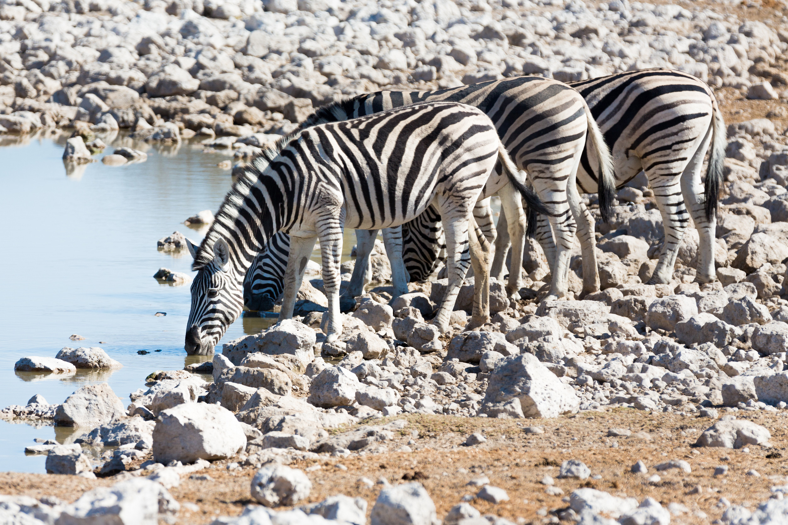 Zebras trinken Wasser an einer felsigen Wasserstelle