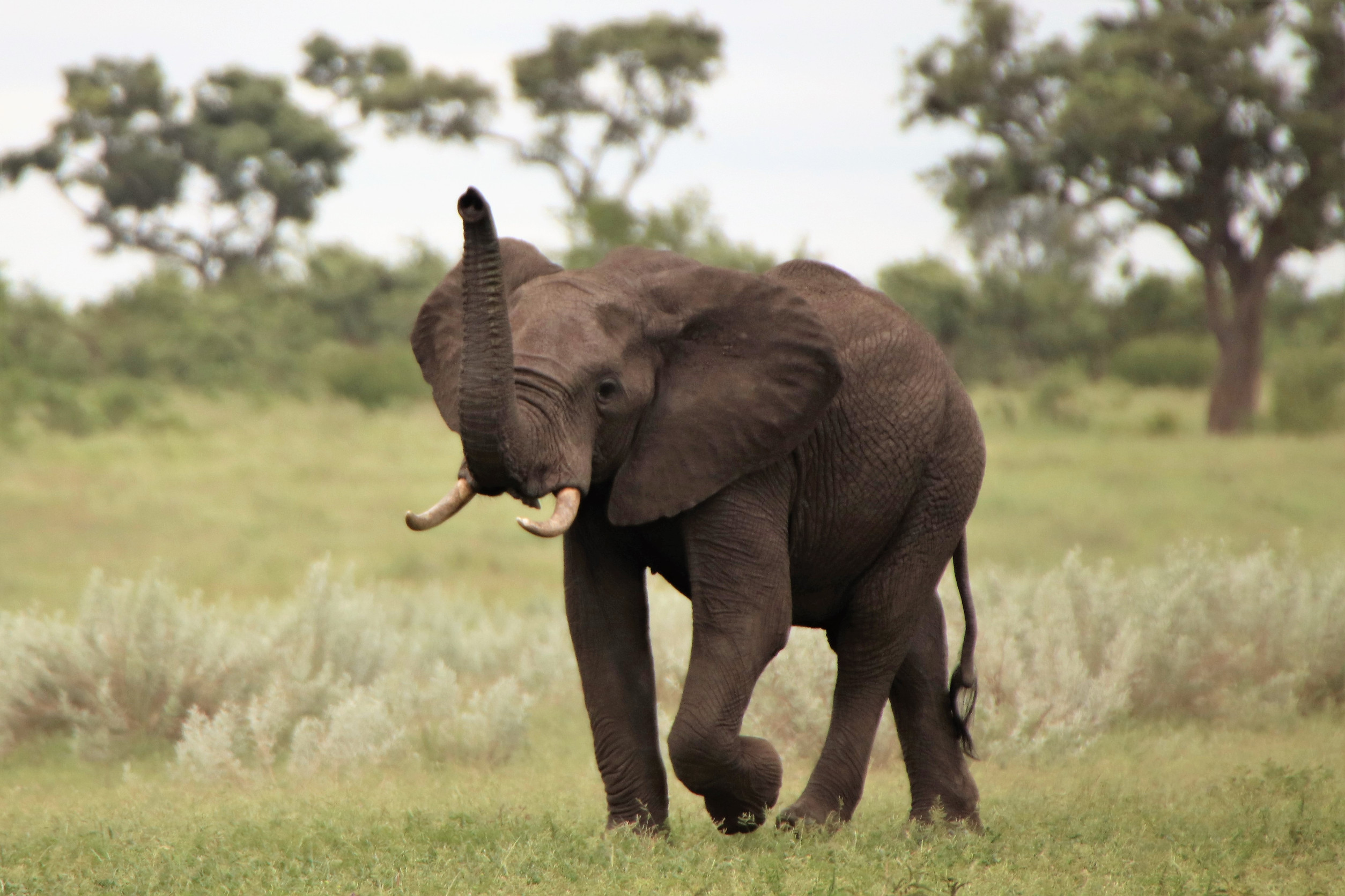 Un jeune éléphant lève sa trompe dans une savane herbeuse